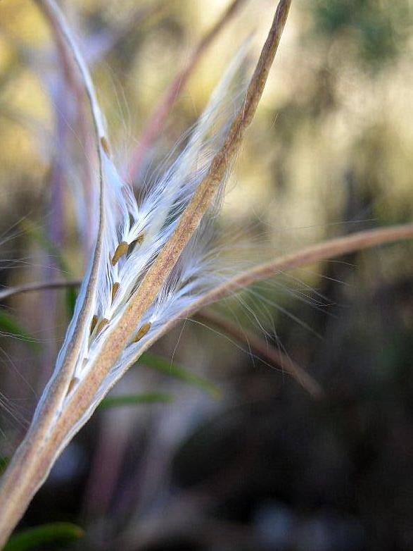 Chamaenerion dodonaei  (ex Epilobium dodonaei)/ Garofanino di Dodonaeus